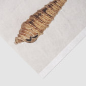 Papier Mousseline eau du coquillage côtier (Détail)