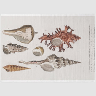 Papier Mousseline eau du coquillage côtier