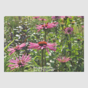 Papier Mousseline Echinacea géante rubis dans les jardins