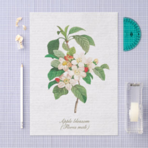 Papier Mousseline Élégante Fleur de Pommier Botanique Vintage