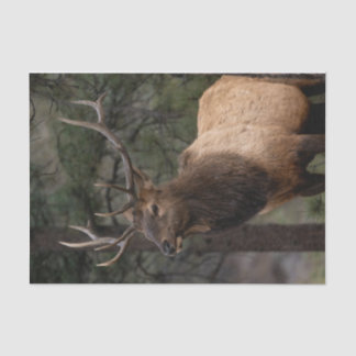 Papier Mousseline Elk
