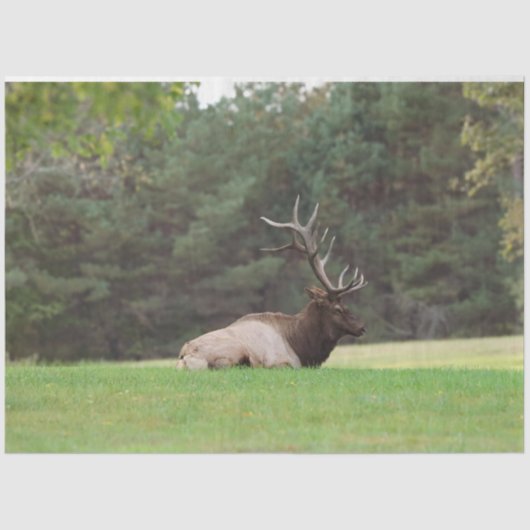 Papier Mousseline Elk Tissue Paper (Recto)