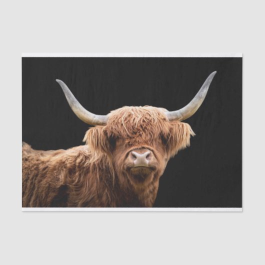Papier Mousseline Ellie, le Highland Coo (Recto)
