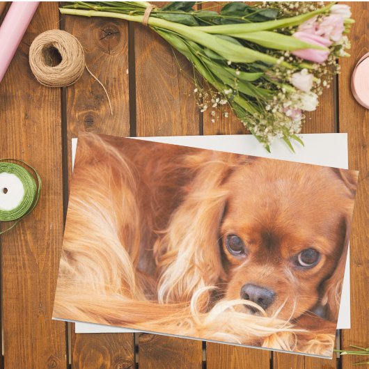 Papier Mousseline Épagneul Cavalier King Charles Ruby