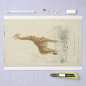 Papier Mousseline Ephemera Decoupage Giraffe (Artisanat)