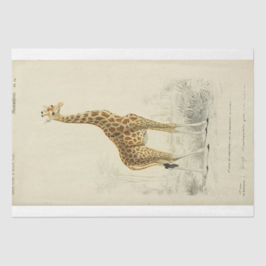Papier Mousseline Ephemera Decoupage Giraffe (Recto)