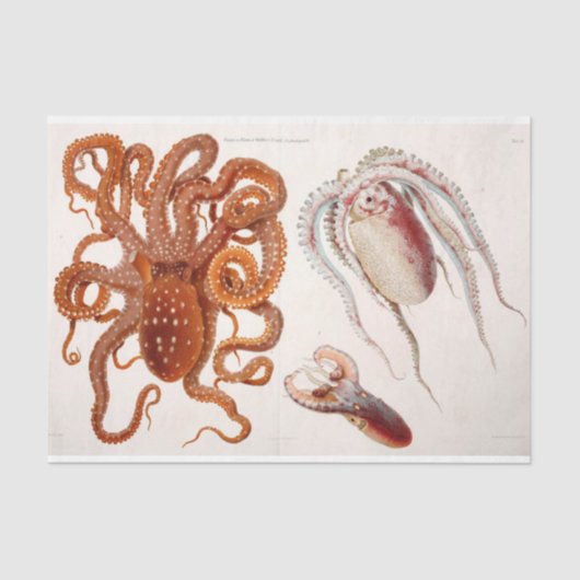 Papier Mousseline Ephémère de poulpe marine Découpage rouge (Recto)