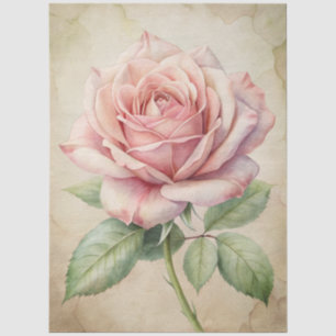 Papier Mousseline Ephémère de rose rose grande démangeaisons