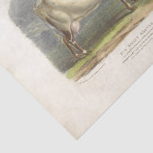 Papier Mousseline Éphémère de vache tachetée blanche Découpage Ferme (Détail)