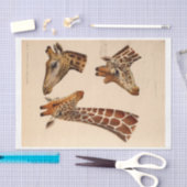 Papier Mousseline Ephémère Découpage Têtes de girafe (Artisanat)