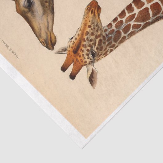 Papier Mousseline Ephémère Découpage Têtes de girafe (Détail)