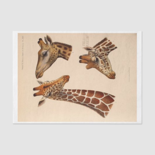 Papier Mousseline Ephémère Découpage Têtes de girafe (Recto)