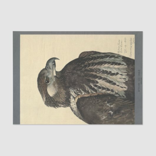 Papier Mousseline Ephémère des oiseaux Découpage Aigle de mer (Recto)