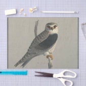 Papier Mousseline Ephémère des oiseaux Découpage Faucon gris (Artisanat)