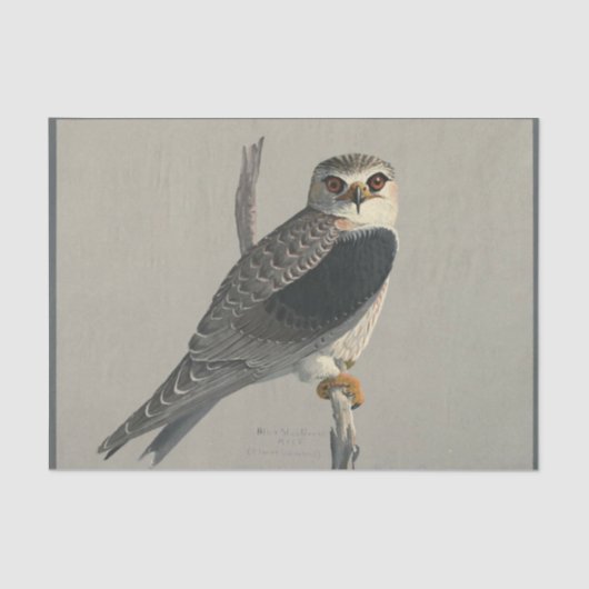 Papier Mousseline Ephémère des oiseaux Découpage Faucon gris (Recto)