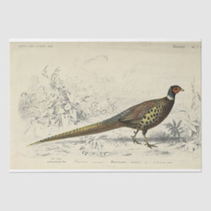 Papier Mousseline Ephémère d'oiseaux Découpage faisan français