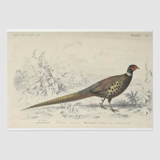 Papier Mousseline Ephémère d'oiseaux Découpage faisan français (Recto)
