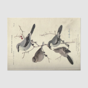 Papier Mousseline Ephémère d'oiseaux Découpage gris noir New York