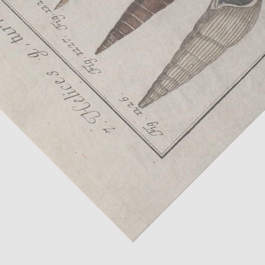 Papier Mousseline Ephémère Ephémère Ephémère Découpage Français (Détail)