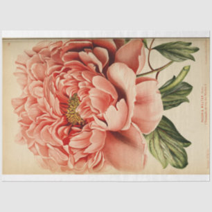 Papier Mousseline Ephémère Florale Découpage Peine rose