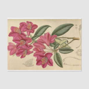 Papier Mousseline Éphémère florale Découpage rose