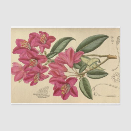 Papier Mousseline Éphémère florale Découpage rose (Recto)