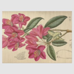 Papier Mousseline Éphémère florale Découpage rose