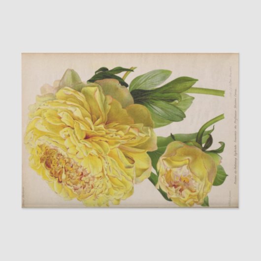 Papier Mousseline Ephémère Florale Découpage Roses Jaunes (Recto)