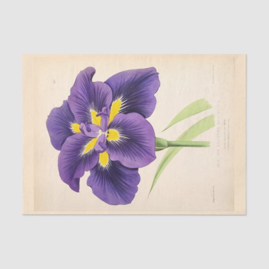 Papier Mousseline Ephémère florale Découpage violet Fleurs française (Recto)