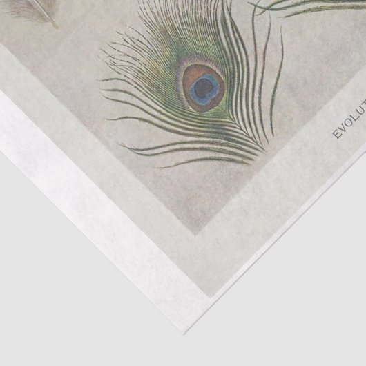 Papier Mousseline Ephémère Peacock Feather Découpage (Détail)