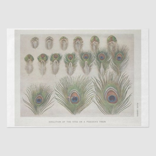 Papier Mousseline Ephémère Peacock Feather Découpage (Recto)