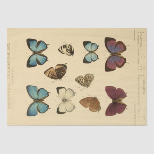 Papier Mousseline Éphémère vintage Script Bleu Papillon Découpage (Recto)