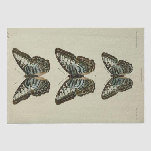 Papier Mousseline Éphémère vintage Script Bleu Papillon Découpage (Recto)