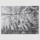 Papier Mousseline Érable En Neige (Recto)