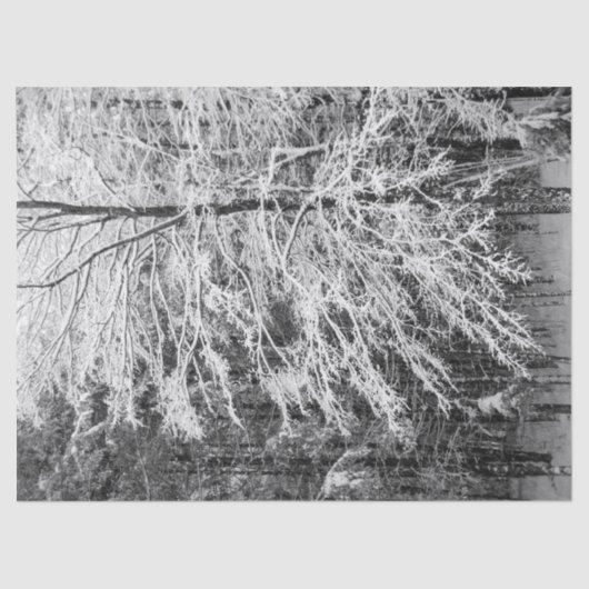 Papier Mousseline Érable En Neige (Recto)