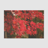 Papier Mousseline Érable japonais 'Bloodgood' / Chute rouge / (Recto)