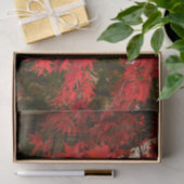 Papier Mousseline Érable japonais 'Bloodgood' / Chute rouge / (Cadeau)