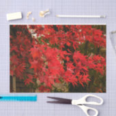 Papier Mousseline Érable japonais 'Bloodgood' / Chute rouge / (Artisanat)