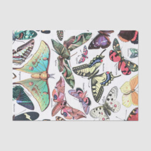Papier Mousseline Espèces de papillons papillons Moth Graphique Déco