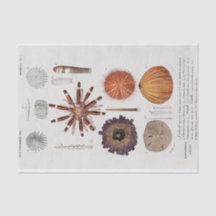 Estarfish côtière vintage