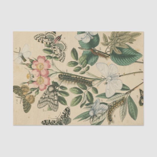 Papier Mousseline Étapes de la vie des papillons par Vision Studio (Recto)