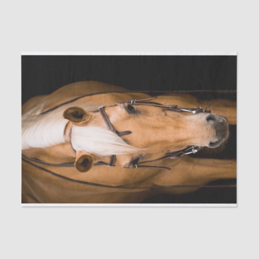 Papier Mousseline Étonnant cheval palomino (Recto)