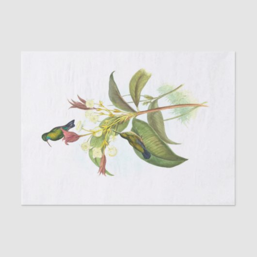 Papier Mousseline Eucephala caerulea (saphir à poils bleus) (Recto)