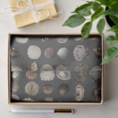 Papier Mousseline Extravaganza de coquillages (Cadeau)