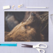 Papier Mousseline Face de l'ours Brown (Artisanat)