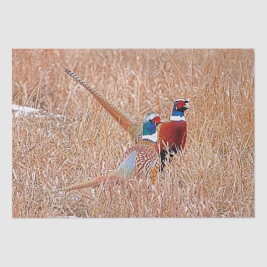 Papier Mousseline Faisan à collier  (Recto)