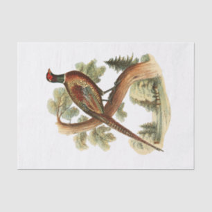 Papier Mousseline Faisan ancien sur une branche avec dessin en coule
