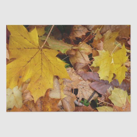 Papier Mousseline Fallen Maple Feuille Jaune Automne Nature (Recto)