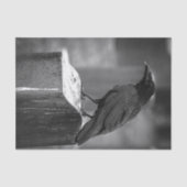 Papier Mousseline Falln a trouvé une plume (Recto)