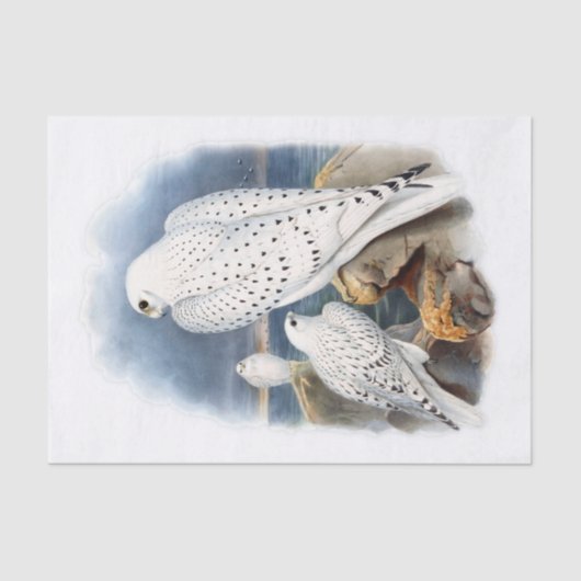 Papier Mousseline Faucon groenlandais, découpage (Recto)